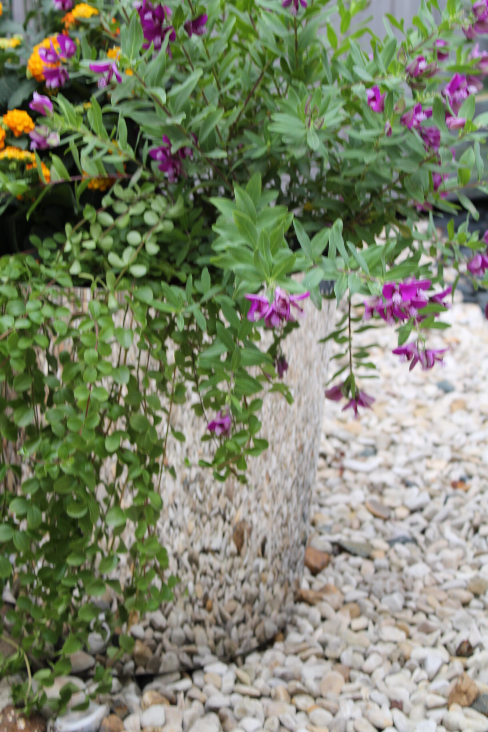 Cache-Cache – Image 7